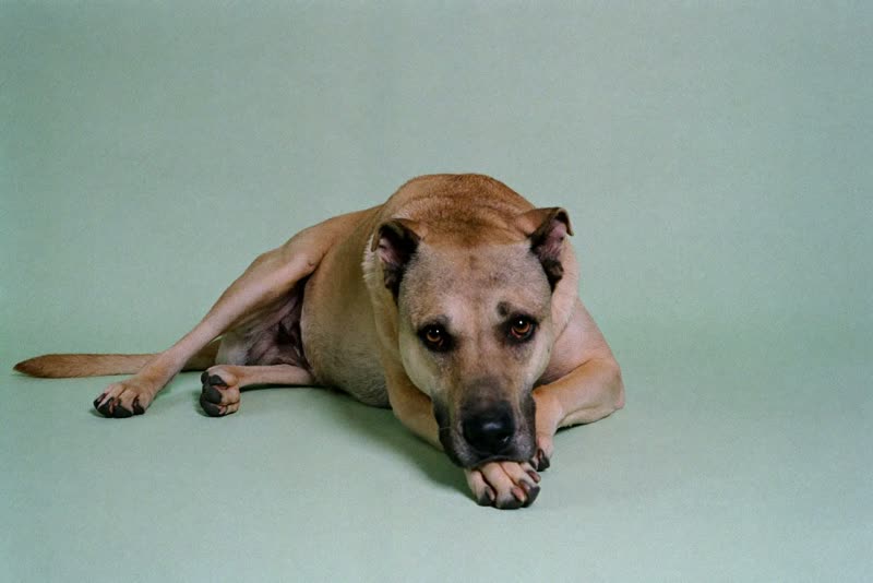 A dog resting quietly between visits