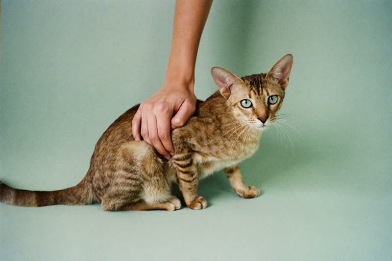 A cat being handled gently during a home visit