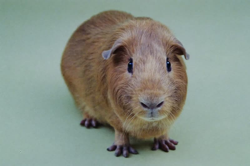 A guinea pig sitting calmly