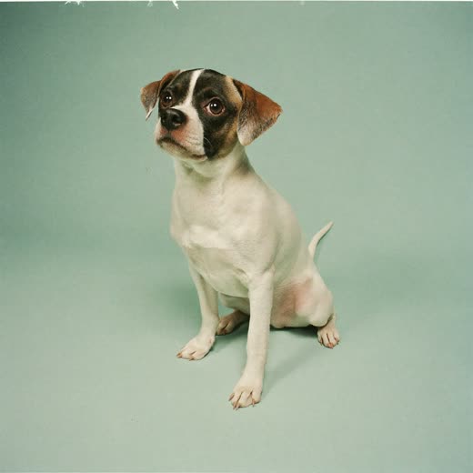 A small dog sitting calmly, ready for a walk
