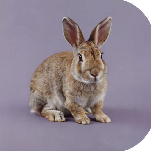 A rabbit sitting upright with ears raised
